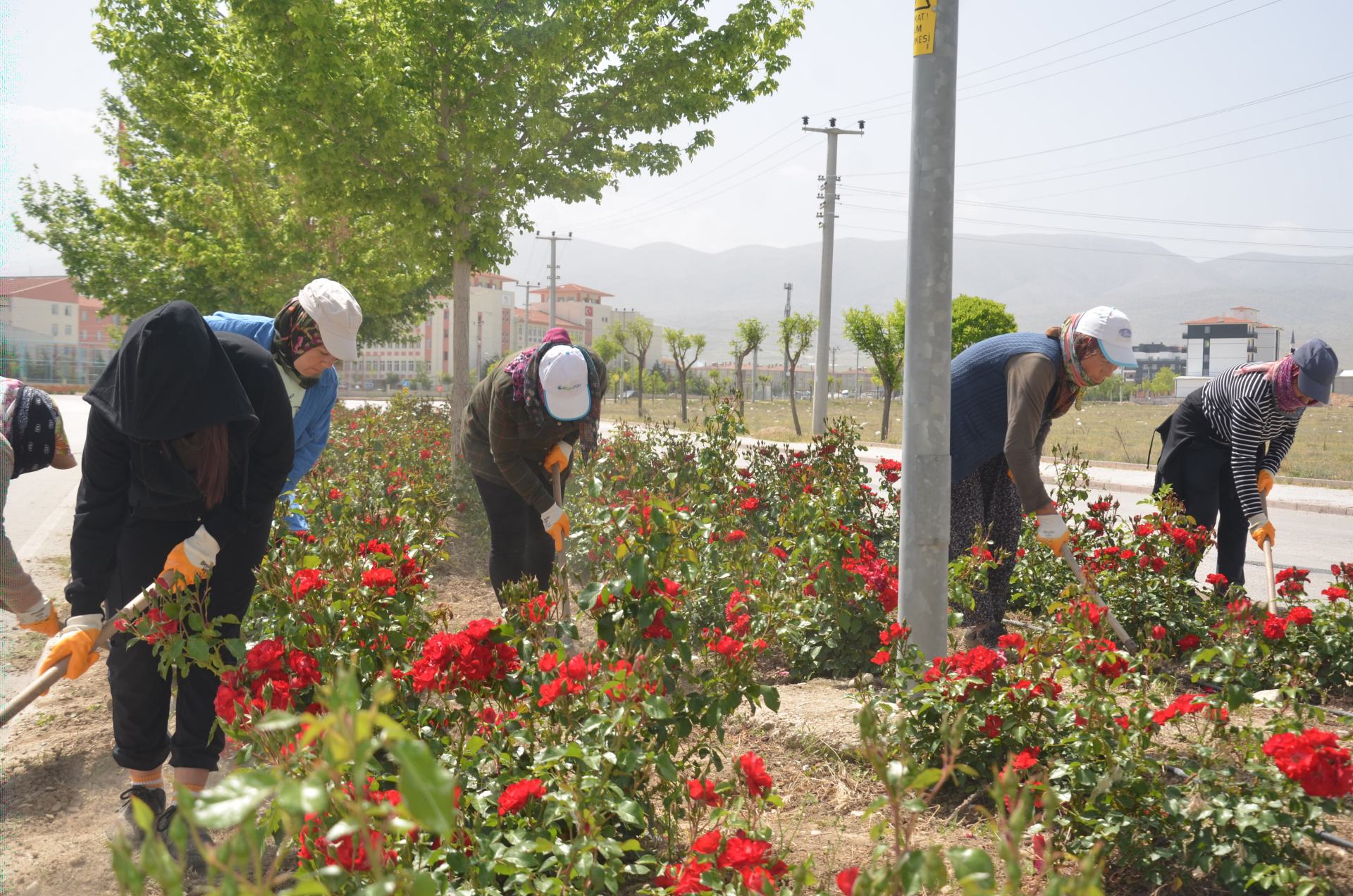 Ereğli’de Orta Refüjlerin Yeşil Dokusu Korunuyor